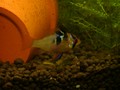 其中一條母魚。