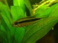 伊莉沙伯對魚
