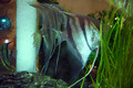 Aqua Forest