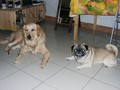 my dogs and cat 

