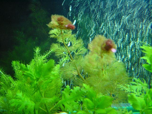 舊水草圖5