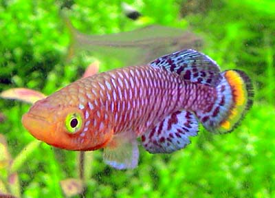rac將魚