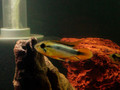 agassizii_02