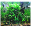 Nano Forest SET '04