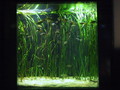 Sydney Aquarium Museum '00