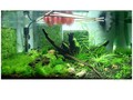 Shrimp Paradise