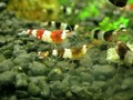 DSCN7185