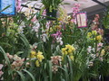 Garden Market