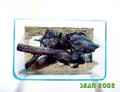 Driftwood/rocks arrangement - top
