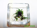 Microsorum pteropus