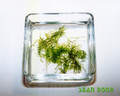 Vesicularia spec.