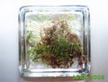 Marsilia hirsuta
