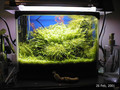 Same tank