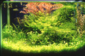 Water forest