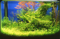 Water forest 2