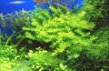 Pearl grass