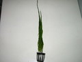 馬尾草
