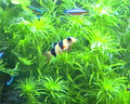 老餅魚