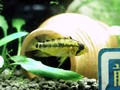 viejita2_120502