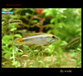 agassizii05022002