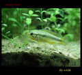 agassizii_f05022002