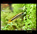 agassizii160302