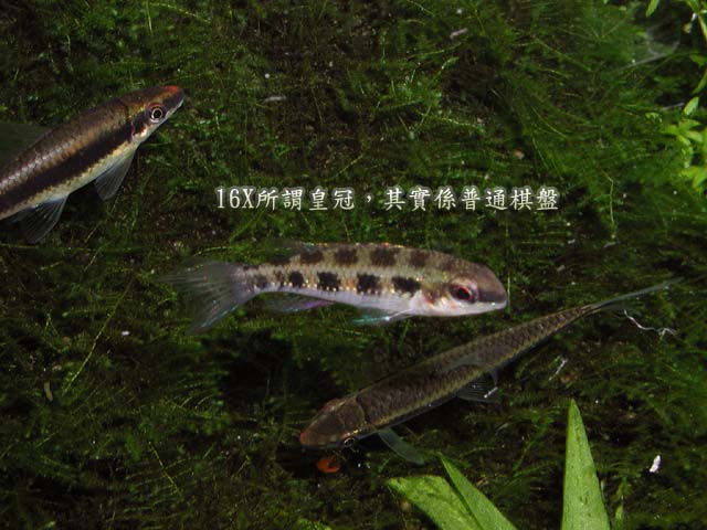 棋盤1