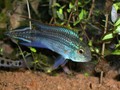 Agassizii Tefe 2