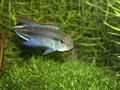 Agassizii Tefe 6