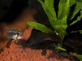 A Diplotaenia Female 03