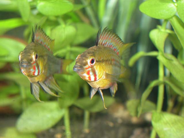 Hongsloii III 7