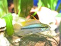Trifasciata 4
