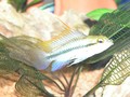 Trifasciata 6
