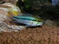 Trifasciata 7