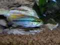 Trifasciata 8