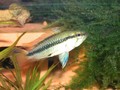 Trifasciata Female