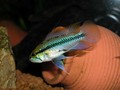 Trifasciata 14