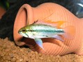 Trifasciata 19