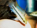 Trifasciata 21