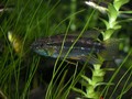Bitaeniata04