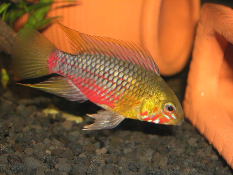 Hongsloii III 1