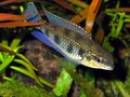 Dicrossus Maculatus  02