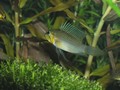 Gibbiceps 10