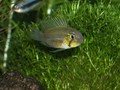 Gibbiceps 5