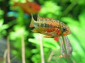 A Macmasteri Female