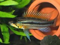 A Bitaeniata TEFE 1