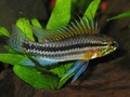 A Bitaeniata TEFE 3