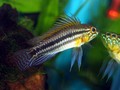 A Bitaeniata TEFE 21