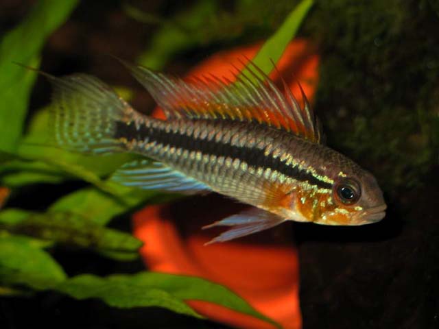 A Bitaeniata TEFE 22