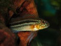 A Bitaeniata TEFE 23